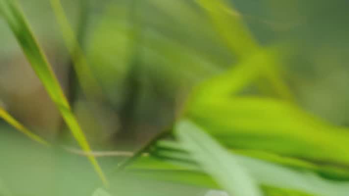 Springfloden SVT-produktion Springfloden SVT-produktion